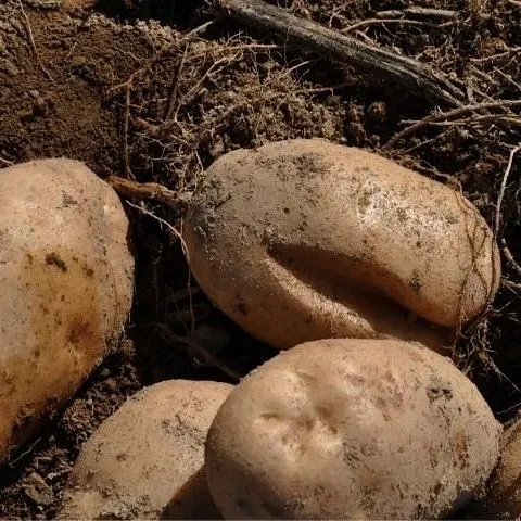 thumbnail for publication: Potato Physiological Disorders—Growth Cracks